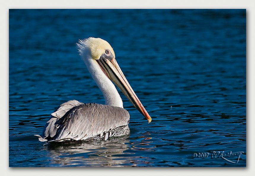 IMAGE: http://www.edrotberg.org/images/Canon%20DPF/Elkhorn%20Brown%20Pelican%201.jpg