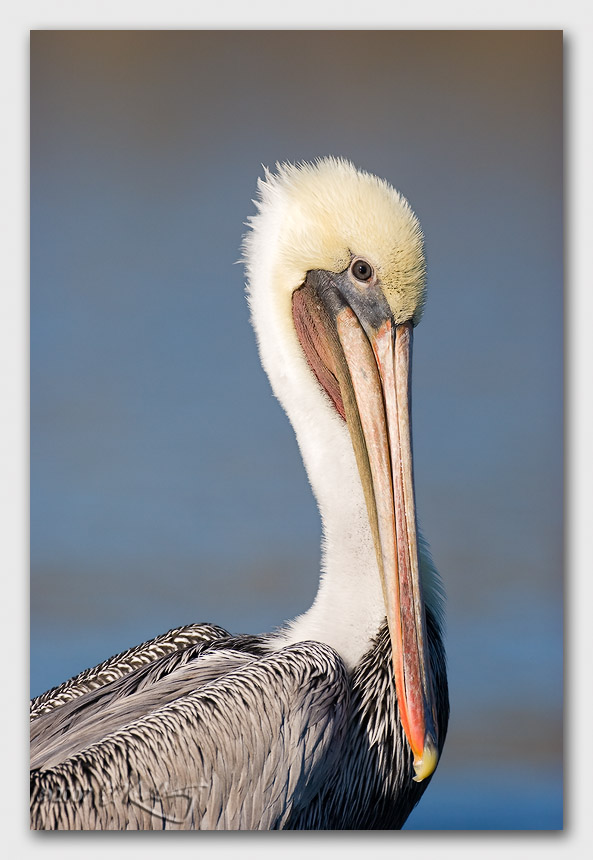 IMAGE: http://www.edrotberg.org/images/Canon%20DPF/Elkhorn%20Brown%20Pelican%202.jpg