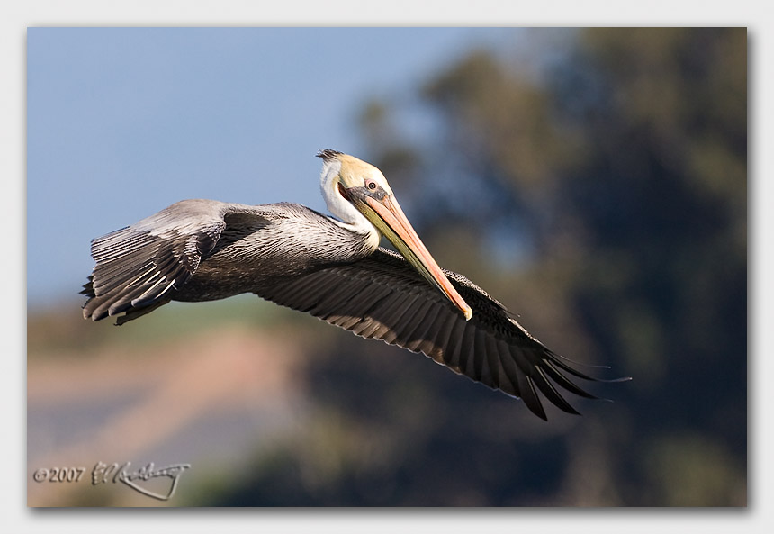 IMAGE: http://www.edrotberg.org/images/Canon%20DPF/Elkhorn%20Brown%20Pelican%203.jpg