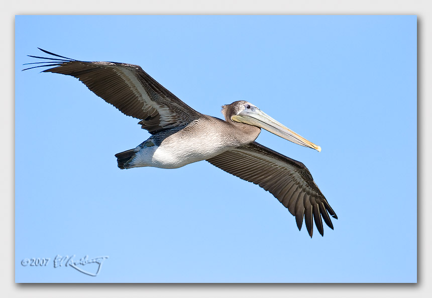 IMAGE: http://www.edrotberg.org/images/Canon%20DPF/Elkhorn%20Brown%20Pelican%204.jpg