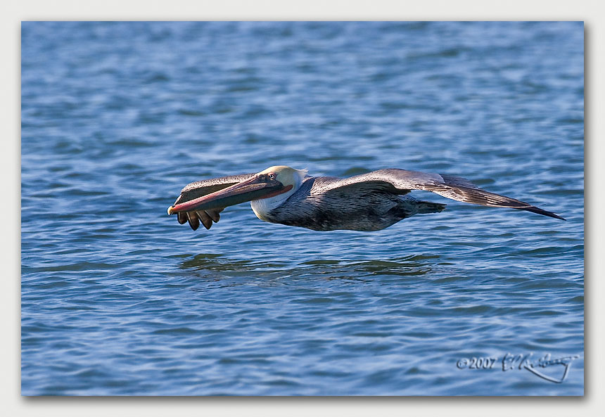 IMAGE: http://www.edrotberg.org/images/Canon%20DPF/Elkhorn%20Brown%20Pelican%205.jpg