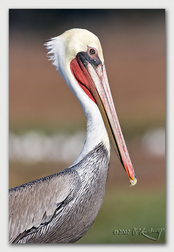 IMAGE: http://www.edrotberg.org/images/Canon%20DPF/Elkhorn%20Brown%20Pelican%207.jpg