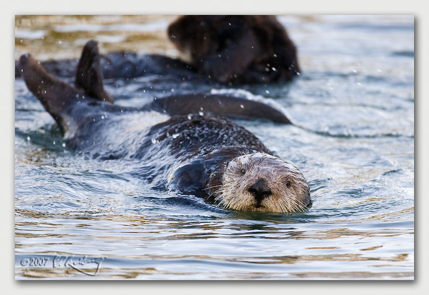 IMAGE: http://www.edrotberg.org/images/Canon%20DPF/Elkhorn%20Sea%20Otter%201.jpg