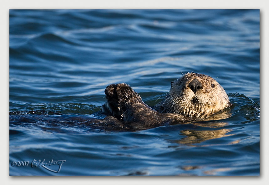 IMAGE: http://www.edrotberg.org/images/Canon%20DPF/Elkhorn%20Sea%20Otter%202.jpg