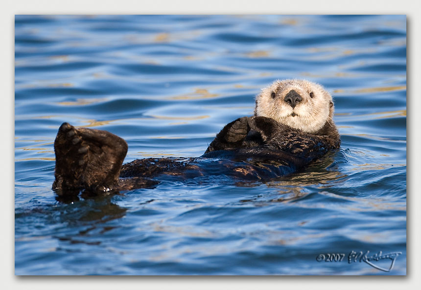IMAGE: http://www.edrotberg.org/images/Canon%20DPF/Elkhorn%20Sea%20Otter%203.jpg