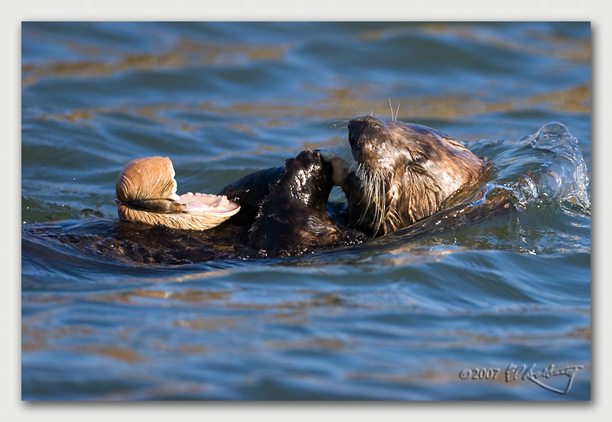 IMAGE: http://www.edrotberg.org/images/Canon%20DPF/Elkhorn%20Sea%20Otter%204.jpg