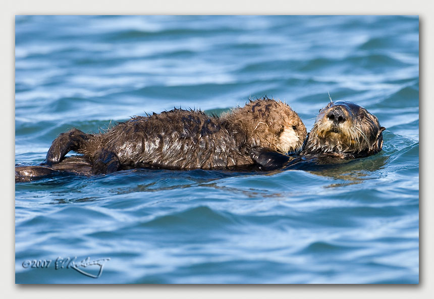 IMAGE: http://www.edrotberg.org/images/Canon%20DPF/Elkhorn%20Sea%20Otter%205.jpg