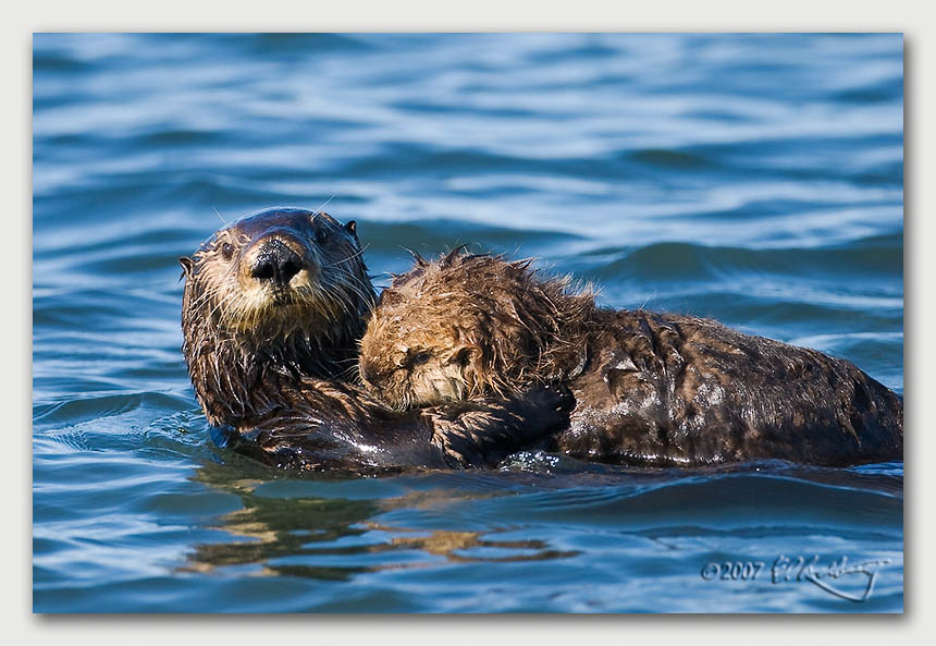 IMAGE: http://www.edrotberg.org/images/Canon%20DPF/Elkhorn%20Sea%20Otter%206.jpg