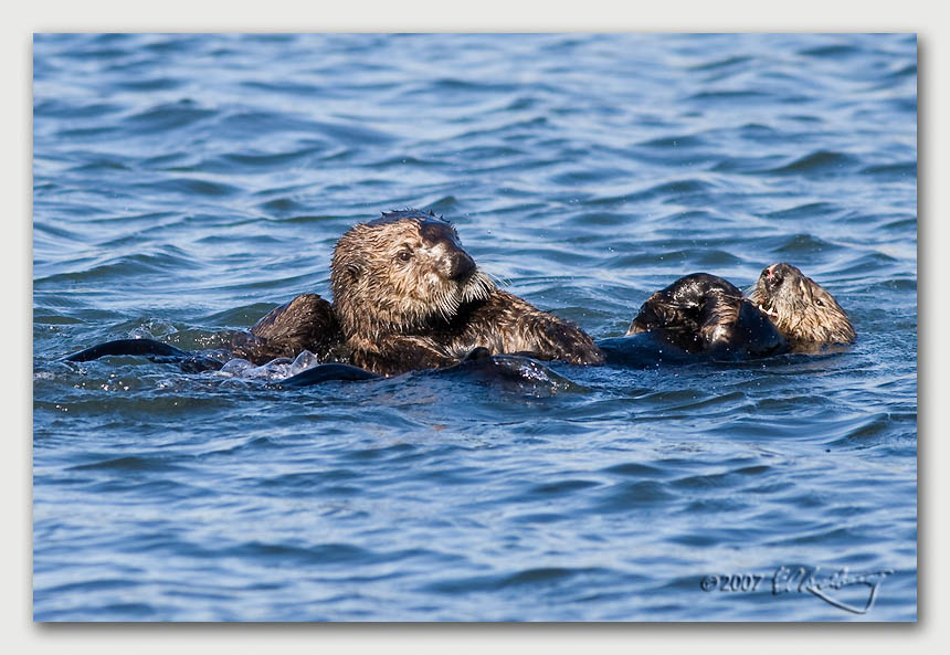 IMAGE: http://www.edrotberg.org/images/Canon%20DPF/Elkhorn%20Sea%20Otter%207.jpg