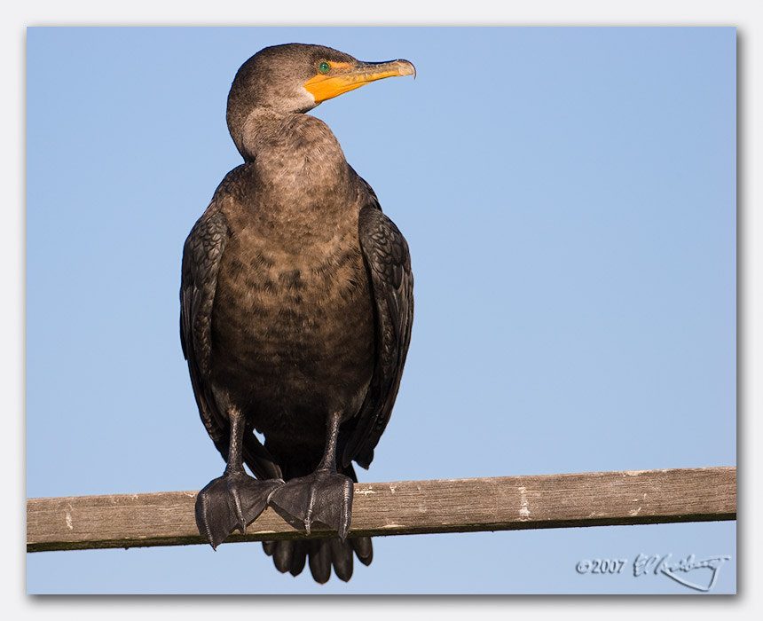 IMAGE: http://www.edrotberg.org/images/Canon%20DPF/Elkhorn%20Slough%20small%20birds%20(2%20of%2010).jpg
