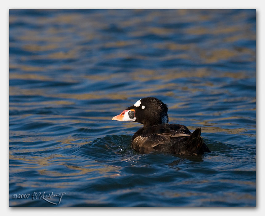 IMAGE: http://www.edrotberg.org/images/Canon%20DPF/Elkhorn%20Slough%20small%20birds%20(3%20of%2010).jpg
