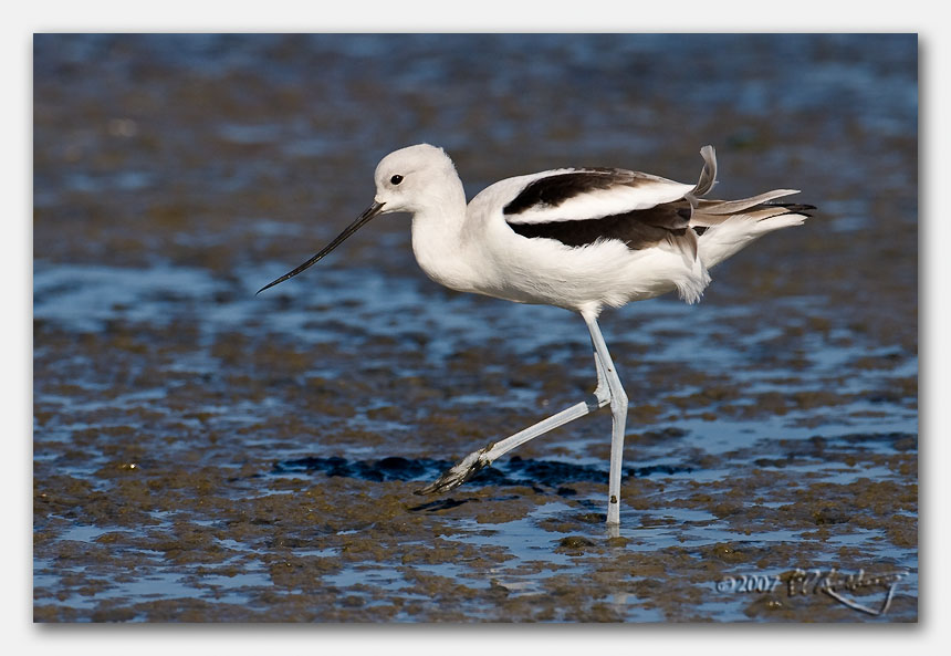 IMAGE: http://www.edrotberg.org/images/Canon%20DPF/Elkhorn%20Slough%20small%20birds%20(5%20of%2010).jpg