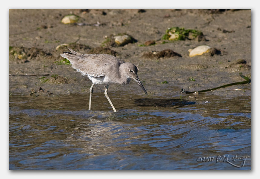 IMAGE: http://www.edrotberg.org/images/Canon%20DPF/Elkhorn%20Slough%20small%20birds%20(7%20of%2010).jpg