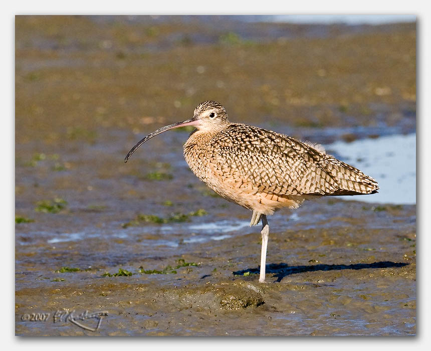 IMAGE: http://www.edrotberg.org/images/Canon%20DPF/Elkhorn%20Slough%20small%20birds%20(8%20of%2010).jpg