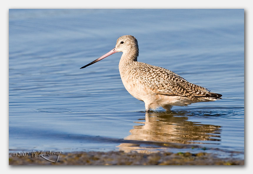 IMAGE: http://www.edrotberg.org/images/Canon%20DPF/Elkhorn%20Slough%20small%20birds%20(9%20of%2010).jpg