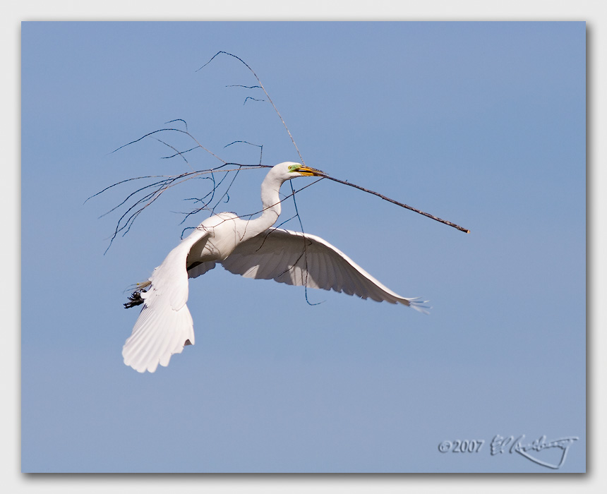 IMAGE: http://www.edrotberg.org/images/Canon%20DPF/Great%20Egret%20With%20branches.jpg