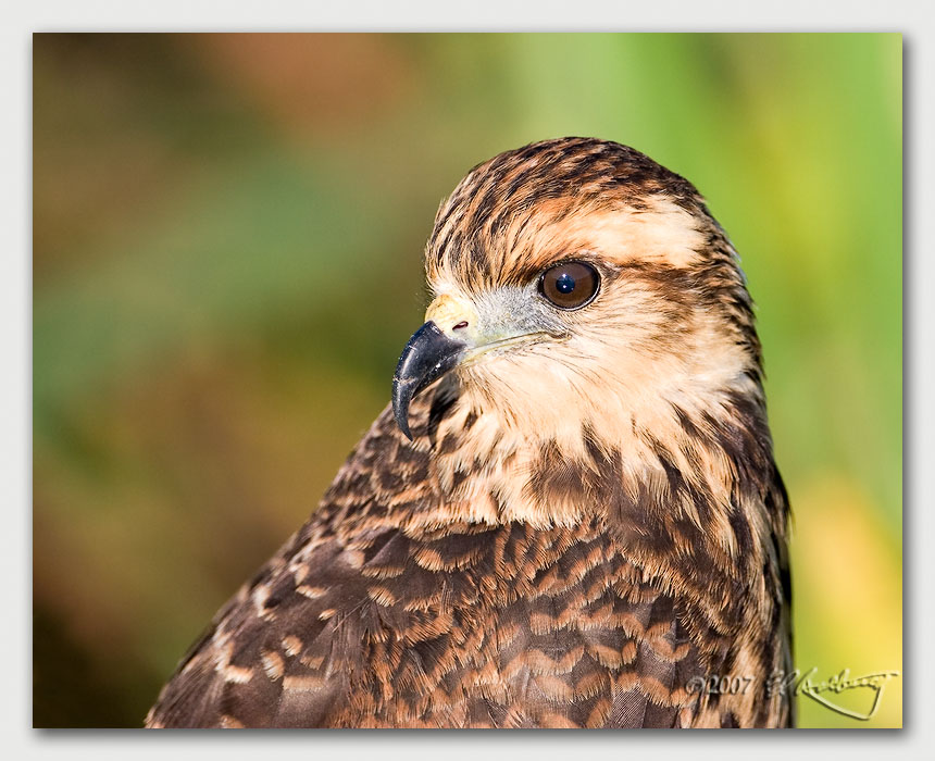 IMAGE: http://www.edrotberg.org/images/Canon%20DPF/Immature%20Snail%20Kite%20Portrait.jpg