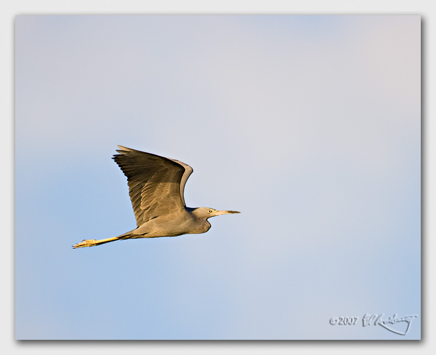 IMAGE: http://www.edrotberg.org/images/Canon%20DPF/LBH%20in%20flight%20-%20early%20AM%20.jpg