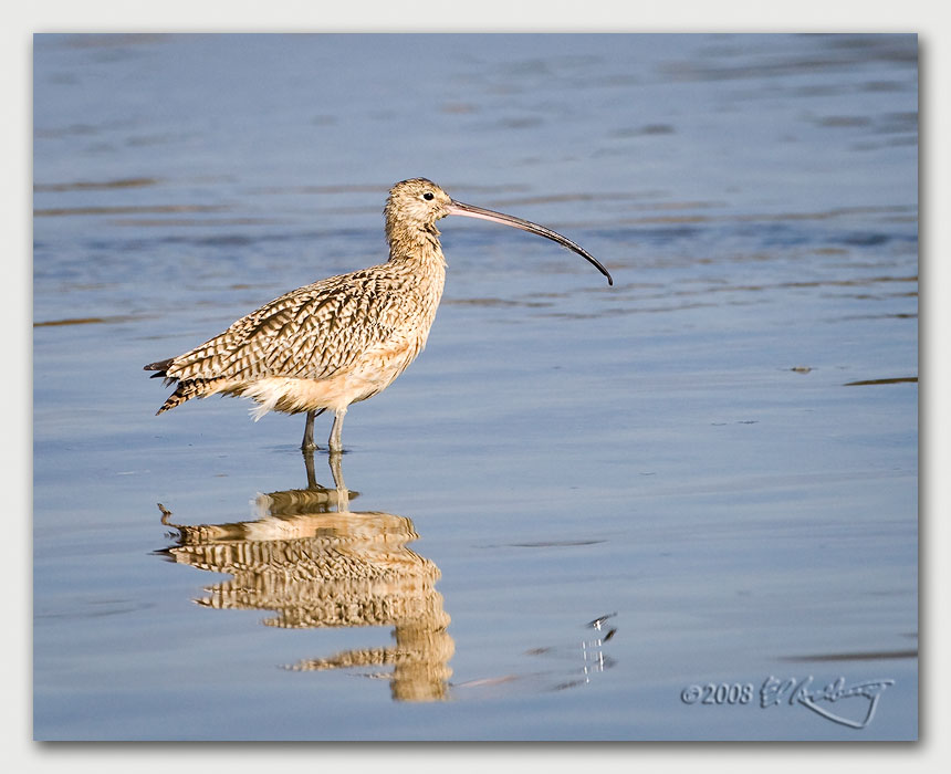 IMAGE: http://www.edrotberg.org/images/Canon%20DPF/Long-billed%20Curlew.jpg
