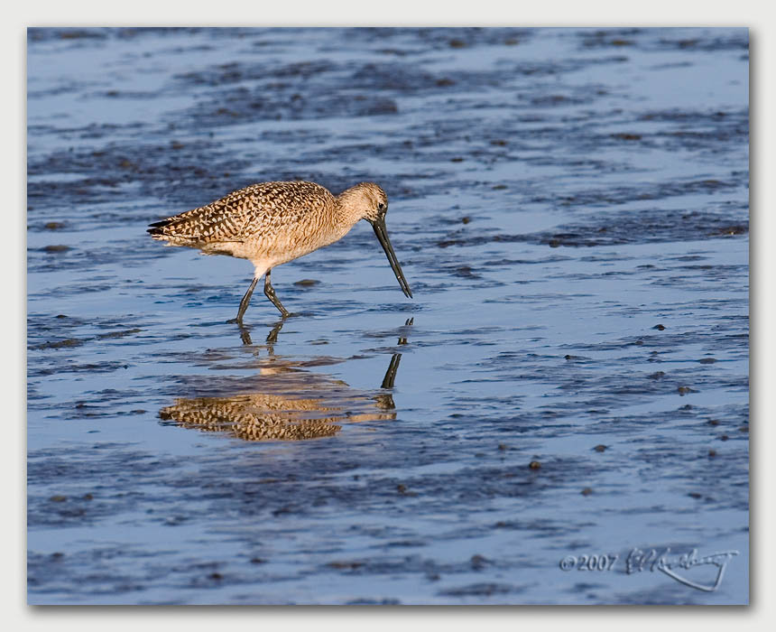 IMAGE: http://www.edrotberg.org/images/Canon%20DPF/Marbled%20Godwit%201.jpg