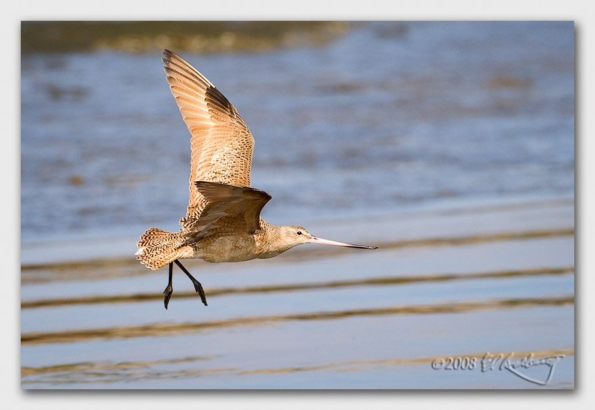 IMAGE: http://www.edrotberg.org/images/Canon%20DPF/Marbled%20Godwit%20in%20flight.jpg