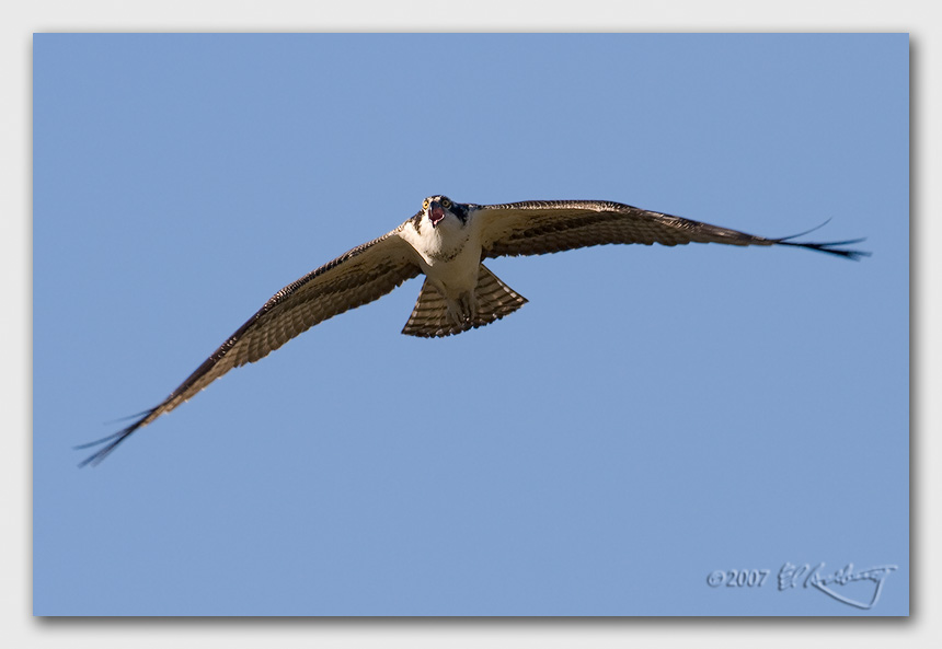 IMAGE: http://www.edrotberg.org/images/Canon%20DPF/Osprey%20Juvenile%20flight%201.jpg
