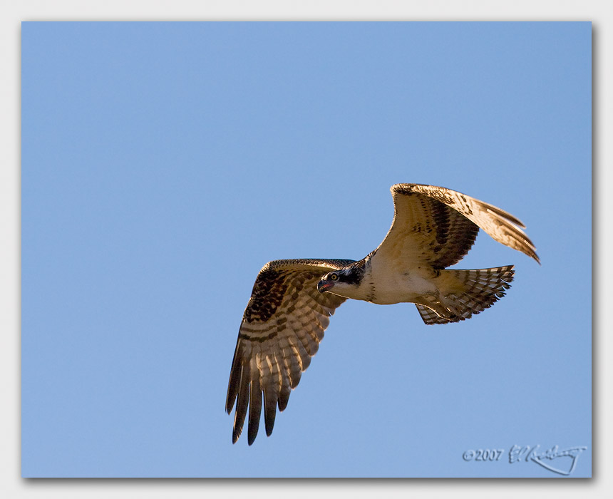 IMAGE: http://www.edrotberg.org/images/Canon%20DPF/Osprey%20Juvenile%20flight%202.jpg