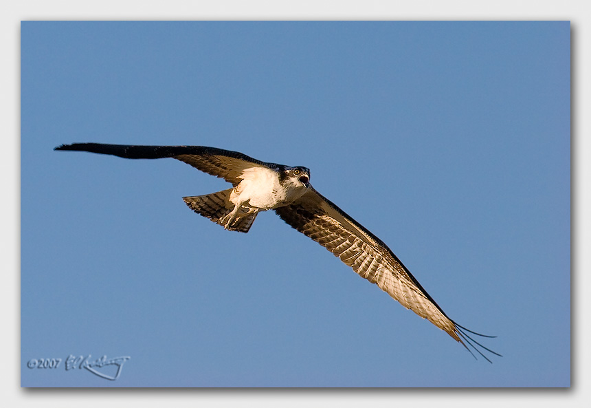 IMAGE: http://www.edrotberg.org/images/Canon%20DPF/Osprey%20Juvenile%20flight%203.jpg
