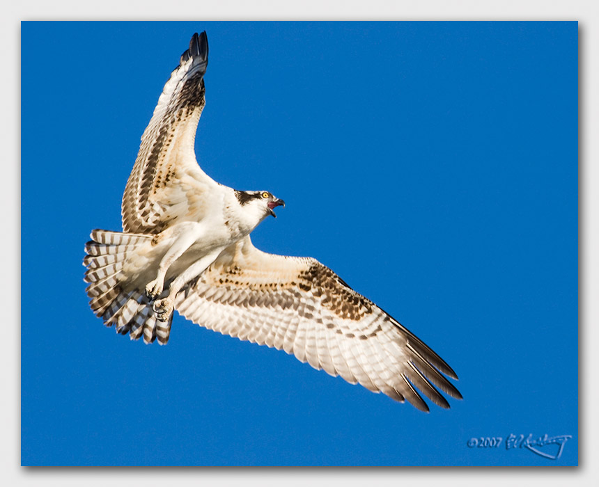 IMAGE: http://www.edrotberg.org/images/Canon%20DPF/Osprey%20Juvenile%20landing.jpg