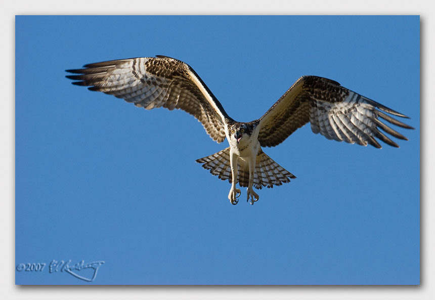 IMAGE: http://www.edrotberg.org/images/Canon%20DPF/Osprey%20Launch.jpg