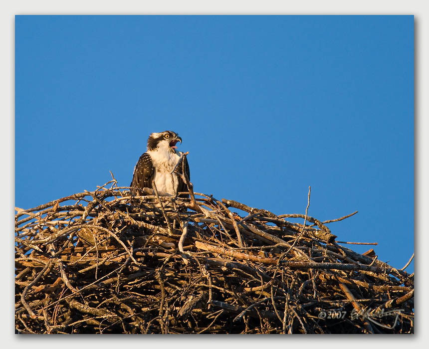 IMAGE: http://www.edrotberg.org/images/Canon%20DPF/Osprey%20Nest%20Juvenile.jpg