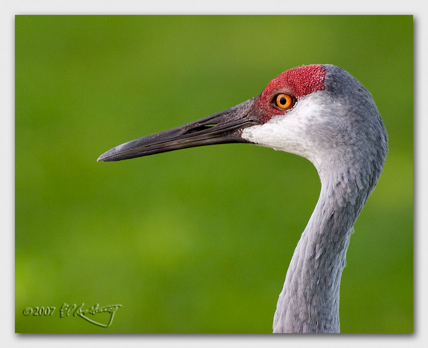 IMAGE: http://www.edrotberg.org/images/Canon%20DPF/Sand%20Hill%20Crane%20portrait.jpg