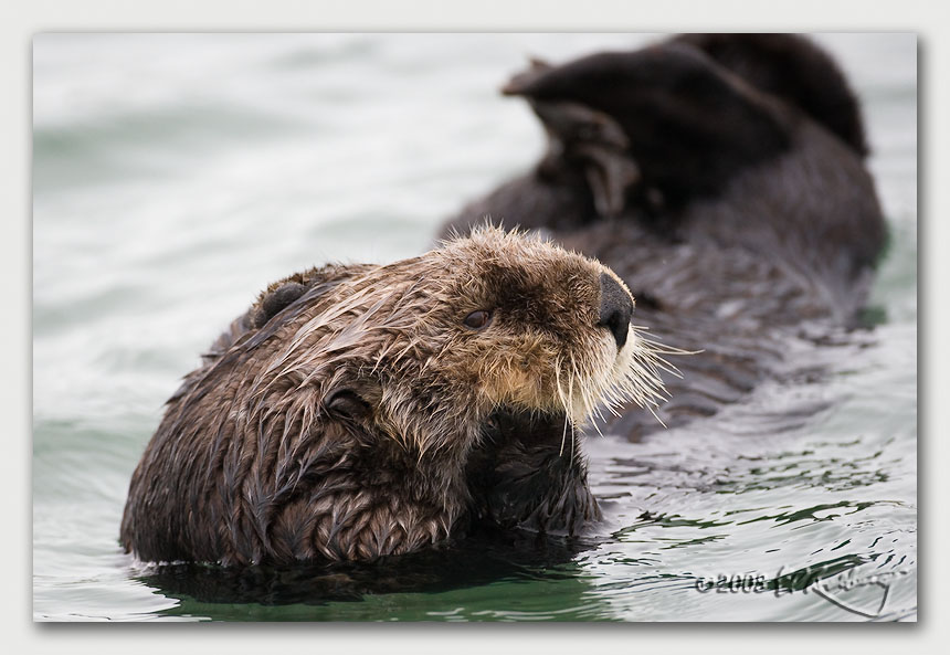 IMAGE: http://www.edrotberg.org/images/Canon%20DPF/Sea%20Otter%20Profile.jpg
