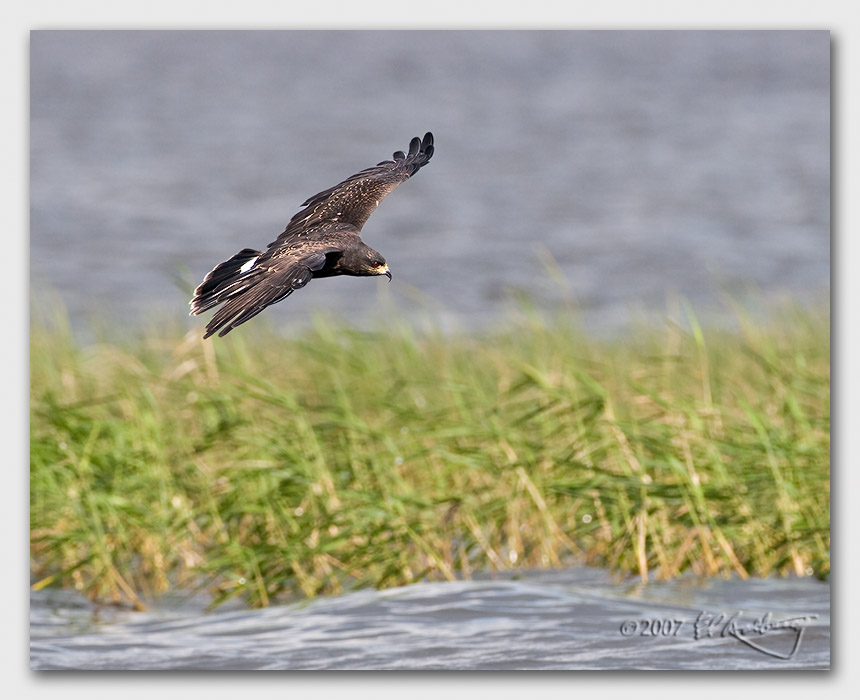 IMAGE: http://www.edrotberg.org/images/Canon%20DPF/Snail%20Kite%20female%20hunting.jpg