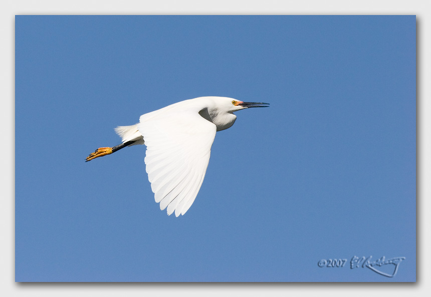 IMAGE: http://www.edrotberg.org/images/Canon%20DPF/Snowy%20Egret%20in%20Flight%201.jpg