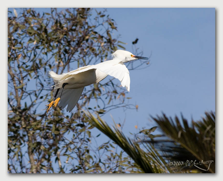 IMAGE: http://www.edrotberg.org/images/Canon%20DPF/Snowy%20Egret%20on%20approach.jpg