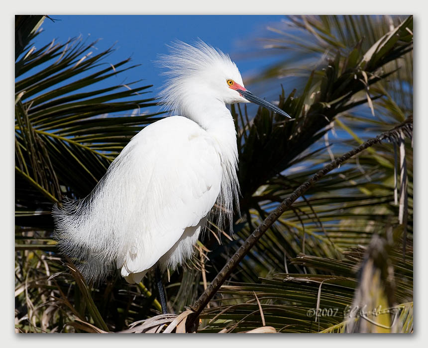 IMAGE: http://www.edrotberg.org/images/Canon%20DPF/Snowy%20in%20breeding%20plumage.jpg