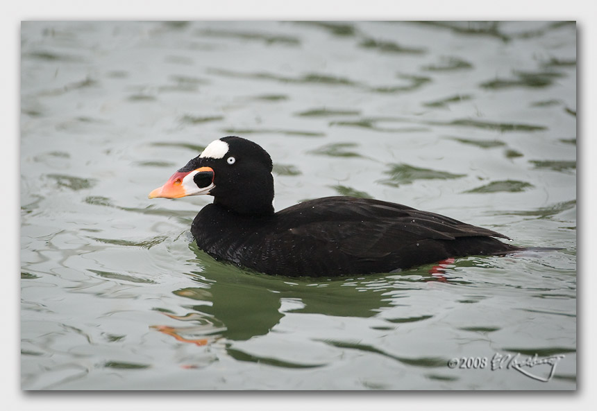 IMAGE: http://www.edrotberg.org/images/Canon%20DPF/Suf%20Scoter%20-%20drake.jpg