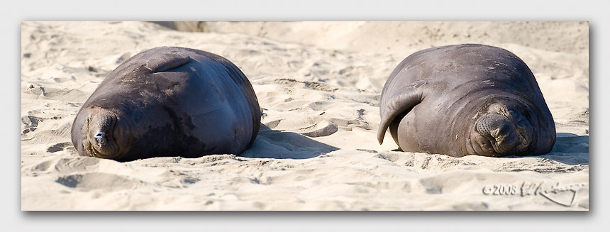 IMAGE: http://www.edrotberg.org/images/Canon%20DPF/Two%20Weaners%20-%20hold%20the%20bun.jpg