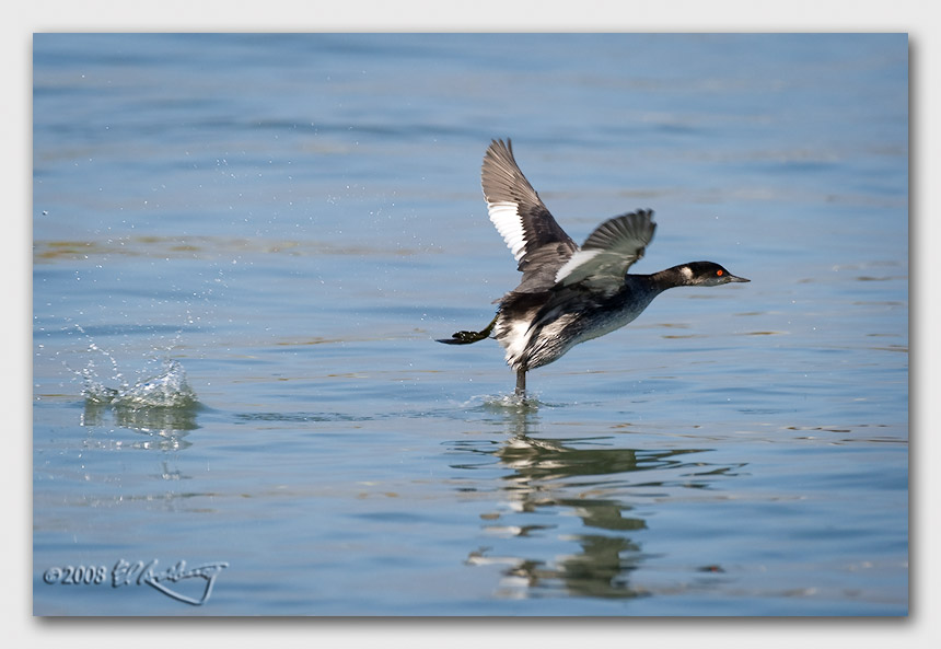 IMAGE: http://www.edrotberg.org/images/Canon%20DPF/Walkin%20on%20Water%20-%20Western%20Grebe.jpg