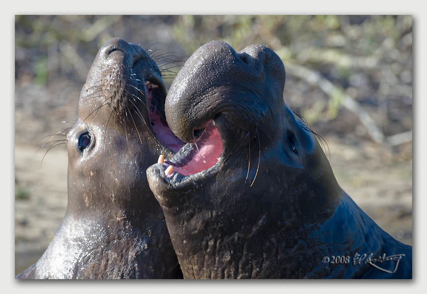 IMAGE: http://www.edrotberg.org/images/Canon%20DPF/Young%20Bulls%20Clash.jpg