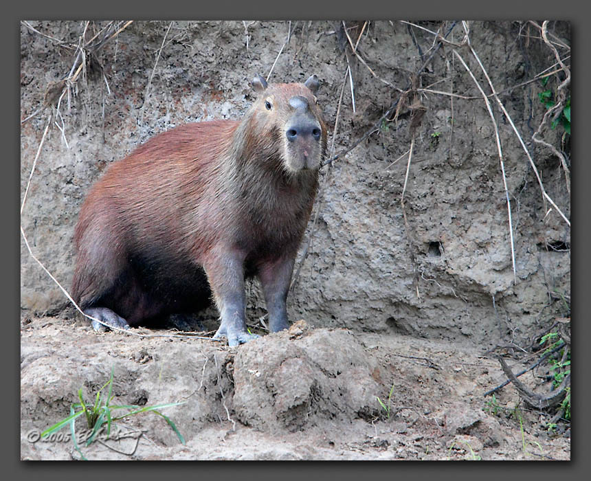IMAGE: http://www.edrotberg.org/images/Capybara%202.jpg