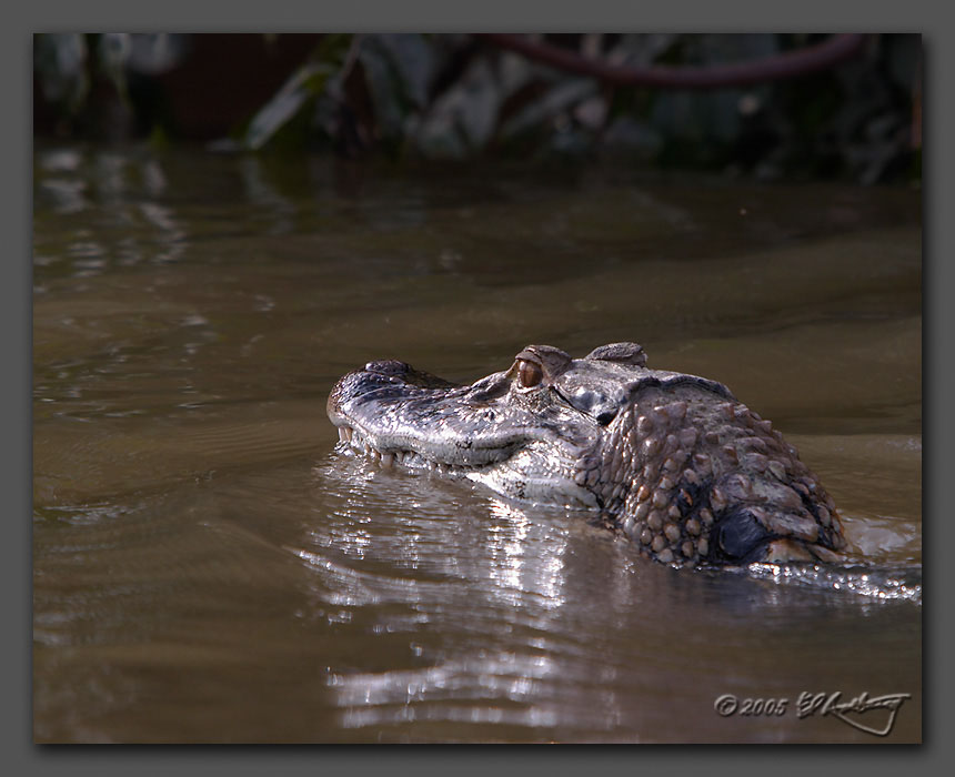 IMAGE: http://www.edrotberg.org/images/Cayman%20Closeup%201.jpg