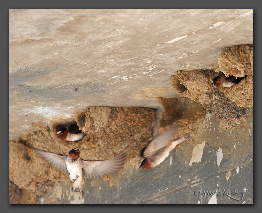 IMAGE: http://www.edrotberg.org/images/Cliff%20Swallows%202.jpg