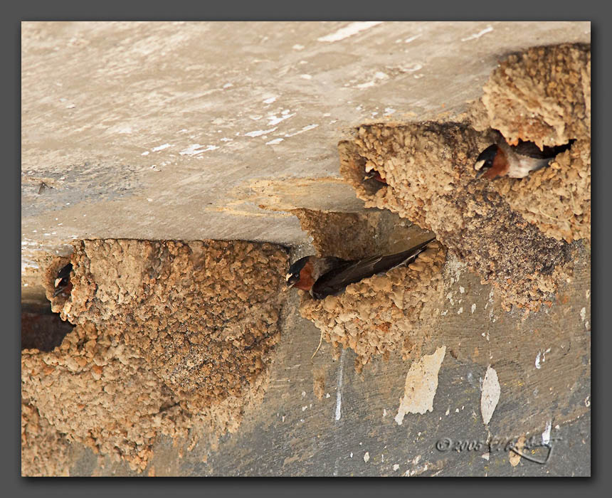 IMAGE: http://www.edrotberg.org/images/Cliff%20Swallows%203.jpg