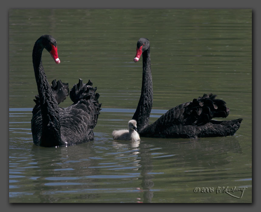 IMAGE: http://www.edrotberg.org/images/Cob%20Pen%20and%20Cygnet.jpg