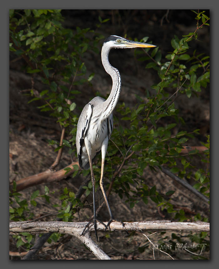 IMAGE: http://www.edrotberg.org/images/Cocoi%20Heron.jpg