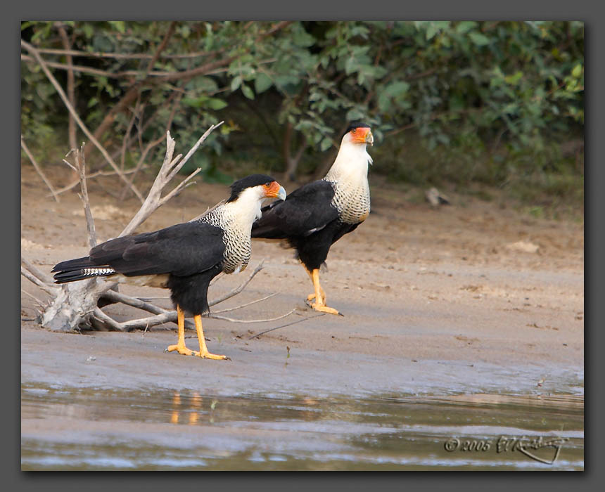 IMAGE: http://www.edrotberg.org/images/Crested%20Caracaras.jpg
