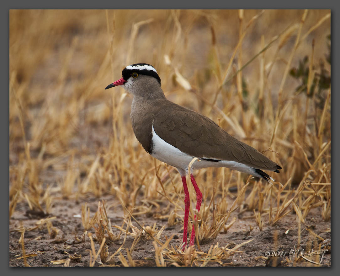 IMAGE: http://www.edrotberg.org/images/Crowned%20Lapwing.jpg