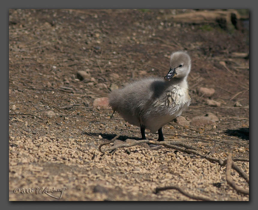 IMAGE: http://www.edrotberg.org/images/Cygnet.jpg